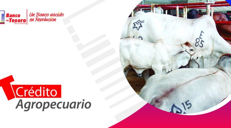 Banco del Tesoro ofrece créditos para el cultivo de cereales y hortalizas de ciclo corto