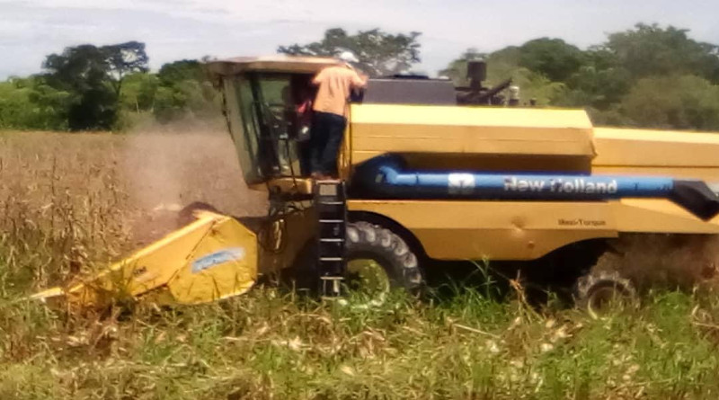 Más de 48 hectáreas de arroz han sido cosechadas en Unidad de Producción Socialista Agrícola "El Candil" de Portuguesa