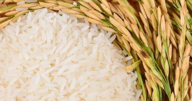 Plan Venezuela Cultiva ha sembrado más de 83 mil hectáreas de arroz