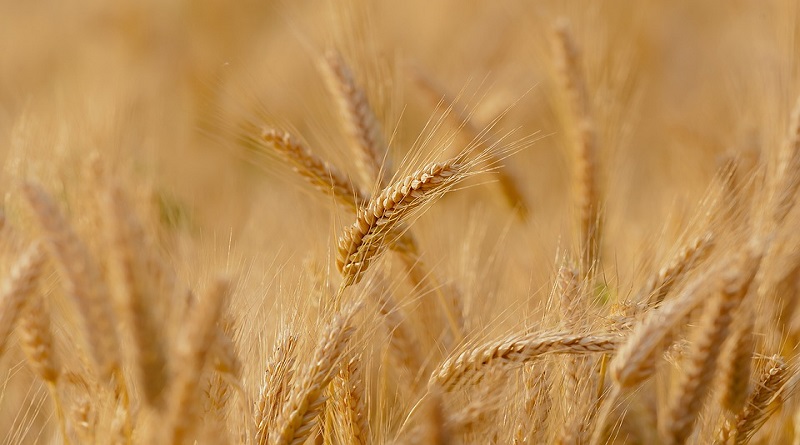 Más de 120 mil hectáreas de cereales se han sembrado en Guárico