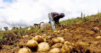 Plantean construcción de semilleros comunales para impulsar siembras agrícolas