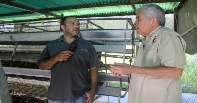 Plan Porcino Nacional garantiza 13.500 Toneladas de Pernil para este diciembre