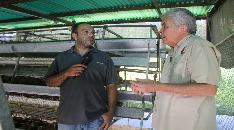 Plan Porcino Nacional garantiza 13.500 Toneladas de Pernil para este diciembre