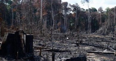 INPE: entre 2018 y 2019 aumentó en 29,5 % deforestación de Amazonía de Brasil