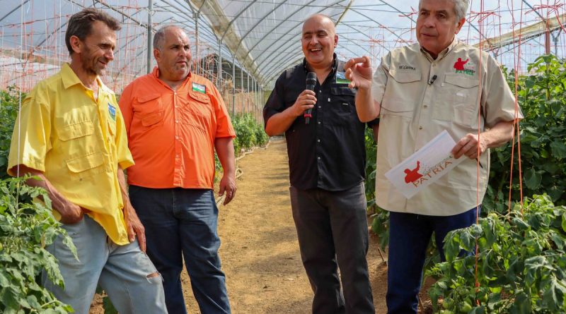Finca Las Nubes en Aragua produce 15 mil kilos de tomate perita por invernadero