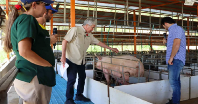 Aumenta la producción porcina en Venezuela con la inseminación artificial en cerdos