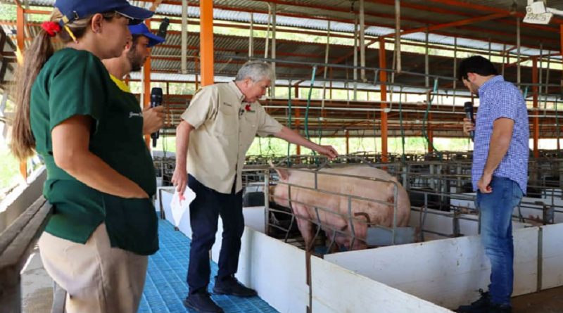 Aumenta la producción porcina en Venezuela con la inseminación artificial en cerdos