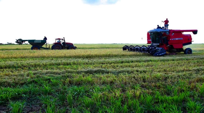 PSUV Guárico cosechó 50 hectáreas de semilla de arroz paddy