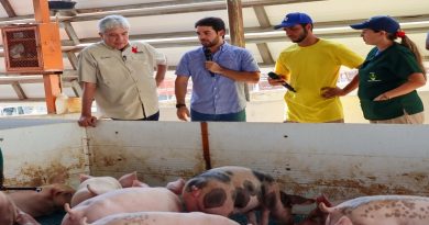 Convenio con Porcinos del Alba permite la cría de más de 50 lechones