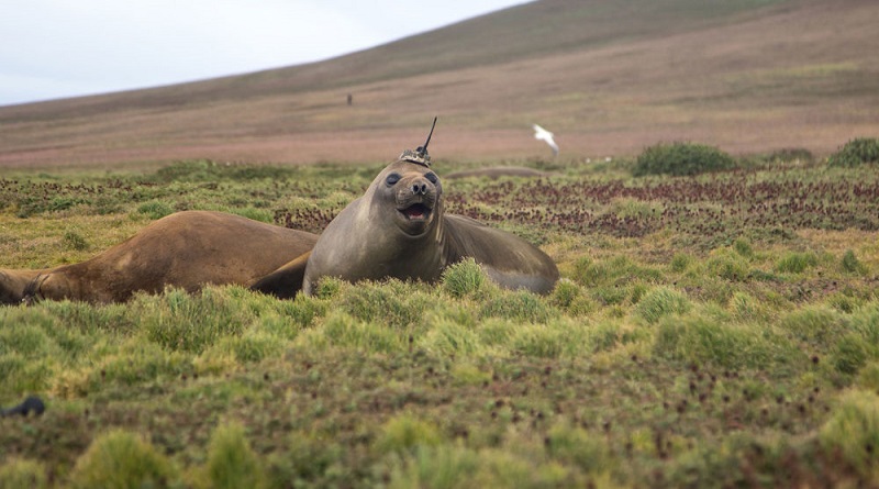 La NASA reclutó un elefantes marinos para investigar el cambio climático
