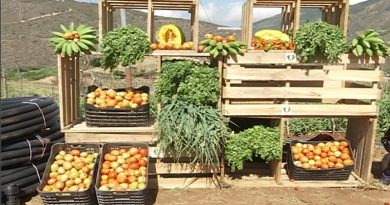 Comuna Pedro Gual produce 30 toneladas de hortalizas en La Guaira