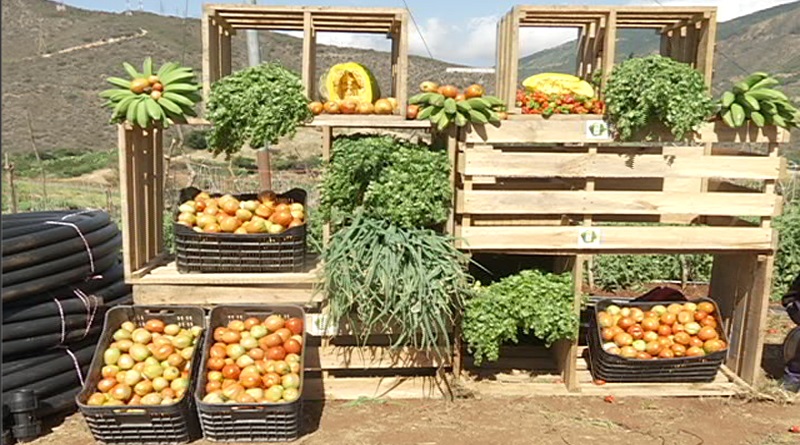 Comuna Pedro Gual produce 30 toneladas de hortalizas en La Guaira