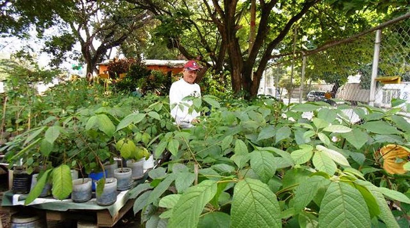 Plan Falcón Reforesta recupera vivero de Chuquisaca en Coro