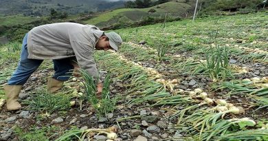 El municipio Sucre de Mérida invierte el sistema de producción agrícola