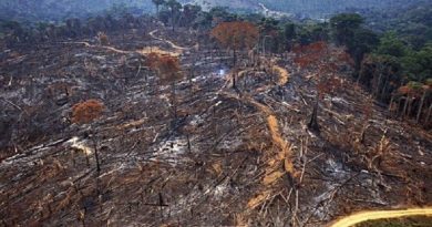 Denuncian que deforestación de Amazonía brasileña aumentó 103,7 % en noviembre