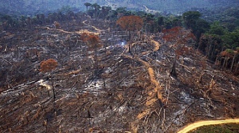 Denuncian que deforestación de Amazonía brasileña aumentó 103,7 % en noviembre