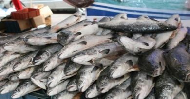 Sector pesquero logró meta de distribución de 3 mil toneladas de proteína marina