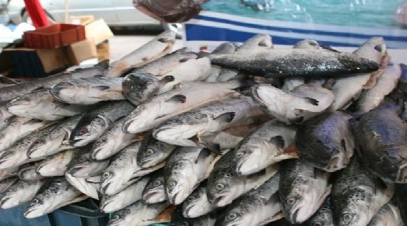 Sector pesquero logró meta de distribución de 3 mil toneladas de proteína marina