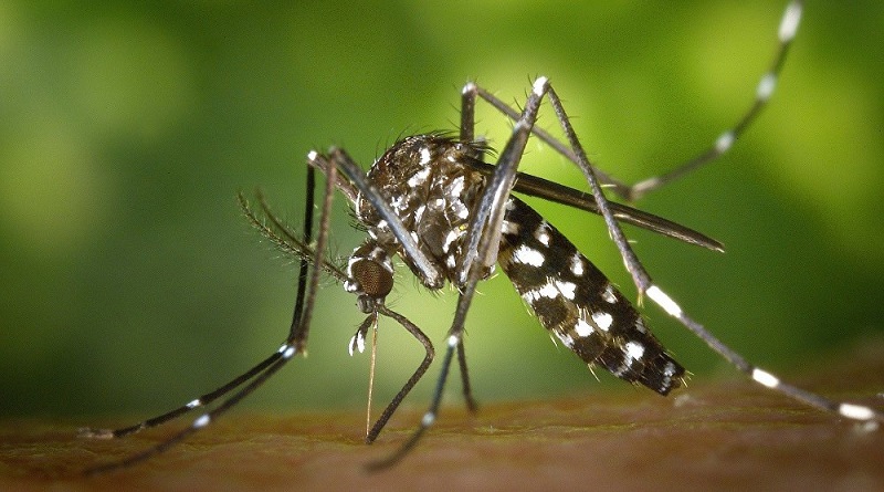 Uruguay se encuentra en riesgo de introducción real de dengue