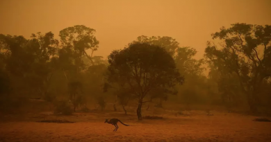 Incendios en Australia han devastado casi 80 por ciento de región boscosa Patrimonio de la Humanidad