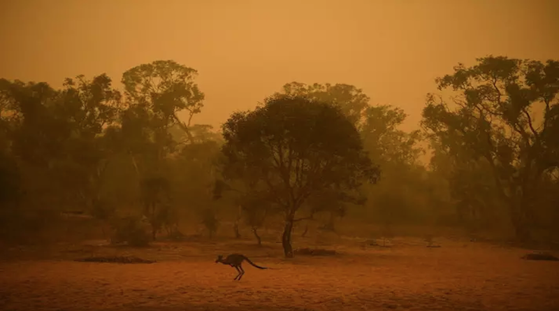 Incendios en Australia han devastado casi 80 por ciento de región boscosa Patrimonio de la Humanidad