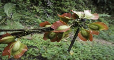 Promueven capacitación sobre manejo y conservación de vida silvestre