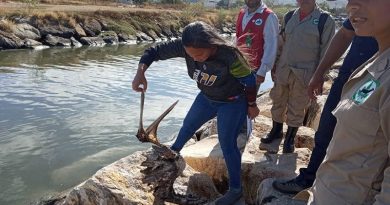 Anzoátegui | Investigan muerte de pelícanos en el Mercado de Pescadores de Puerto La Cruz