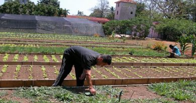 Fundación Misión Cultura estimula la capacitación e intercambio del desarrollo agrario