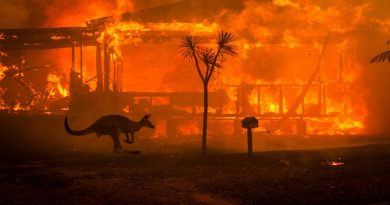 En Australia 480 millones de animales afectados por incendios forestales