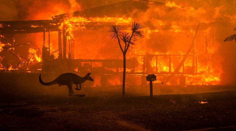 En Australia 480 millones de animales afectados por incendios forestales