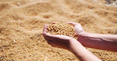 Venezuela inicia período de cosecha de leguminosas