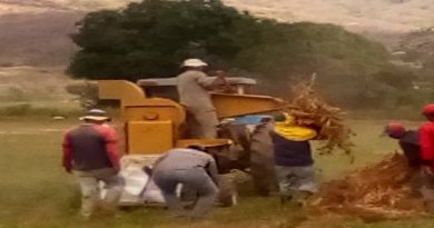 Productores de Zamora cosechan 3 toneladas de caraotas para distribuir en Clap