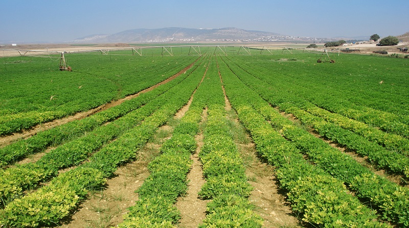 Ejecutivo Nacional aprueba un millón de hectáreas para producción agrícola extraordinaria