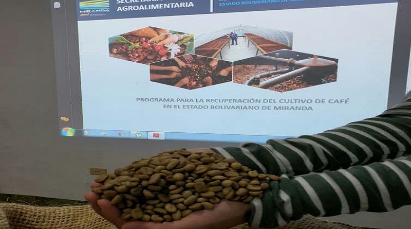 Con entrega de más de 200 mil plántulas Gobernación de Miranda promueve producción de café