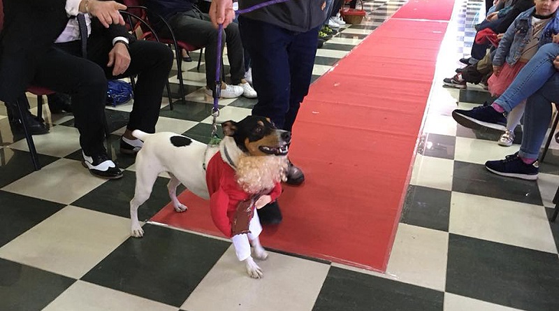Más de 157 animales participan en concurso de disfraces en plaza La Candelaria de Caracas