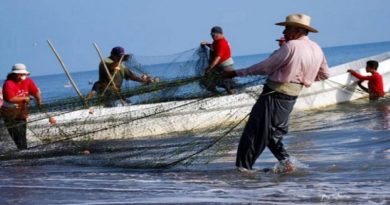 Plan Nacional de Pesca supera la producción de 300 mil toneladas de pescado para garantizar la soberanía alimentaria de los venezolanos