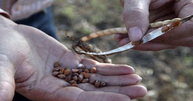 Cosechan 70 hectáreas de semillas certificadas de frijol blanco en Monagas