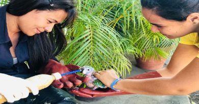 Minec Anzoátegui inició atención de guacamayas incautadas por la GNB