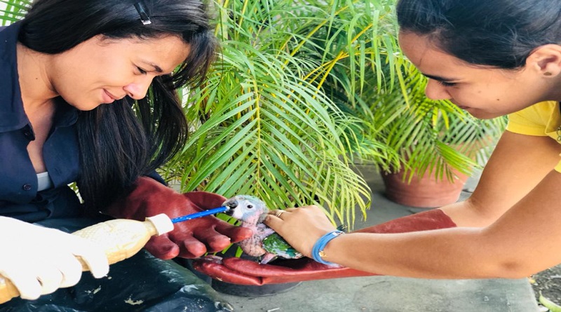 Minec Anzoátegui inició atención de guacamayas incautadas por la GNB