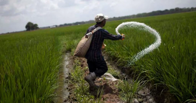 Cosecha de arroz y leguminosas no se detiene para garantizar abastecimiento en el país
