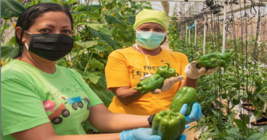 Campaña educativa a distancia sobre agricultura familiar comenzará este 1 de abril