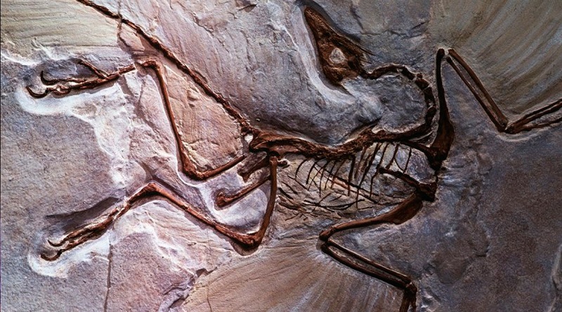 Científicos descubren posible evidencia de cromosomas preservados en fósiles de dinosaurios