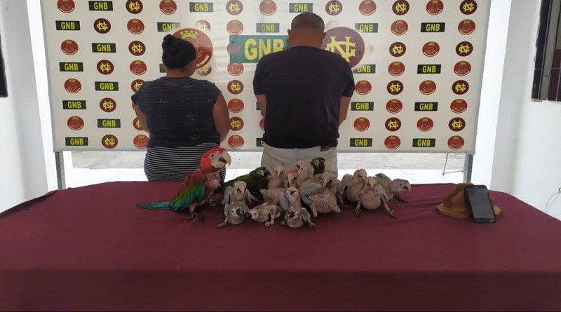 GNB detuvo a dos traficantes de fauna silvestre en Anzoátegui
