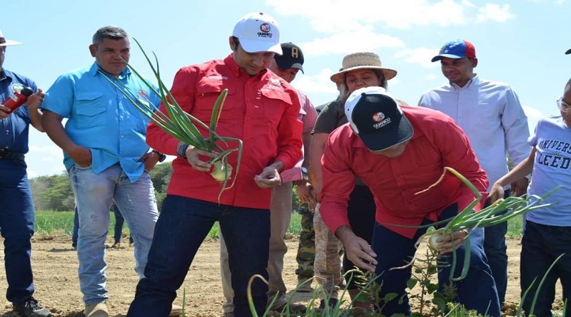 Motor productivo de Guárico garantiza 40 millones kilos de cebollas a familias venezolanas