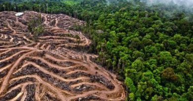 Indígenas brasileños hacen un llamado en medio de la pandemia