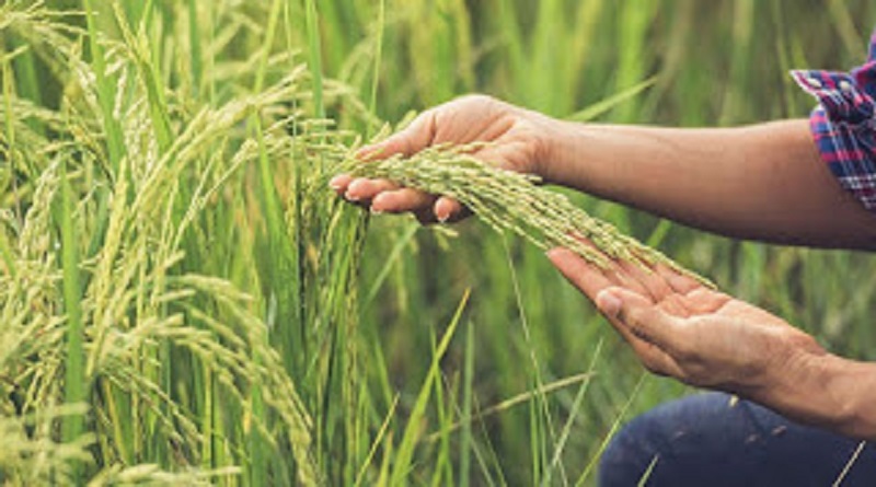 Siembran 170 hectáreas de arroz en Hato Santa Rita del estado Apure