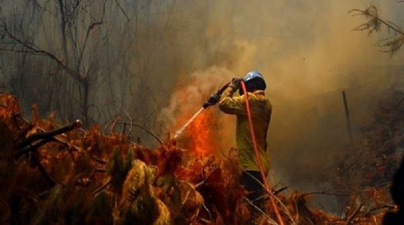 Unas 470 hectáreas fueron afectadas por incendio forestal en Alto Bío Bío Chile