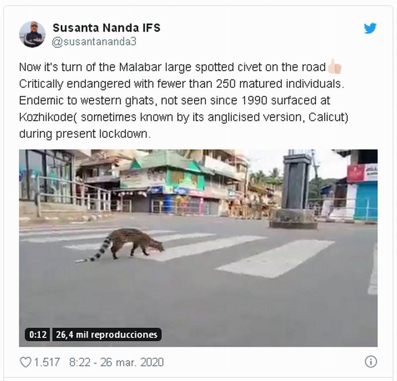 Animales aparecen en calles de ciudades desiertas por cuarentena en el mundo