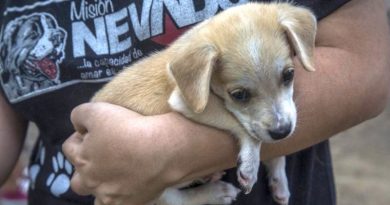 Misión Nevado descarta que perros y gatos puedan contagiarse de coronavirus