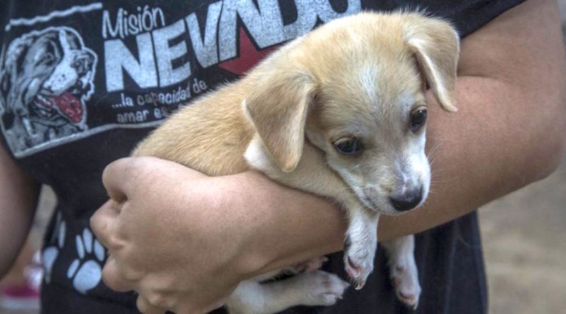 Misión Nevado descarta que perros y gatos puedan contagiarse de coronavirus